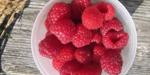 Briga o remontantnim malinama u jesen